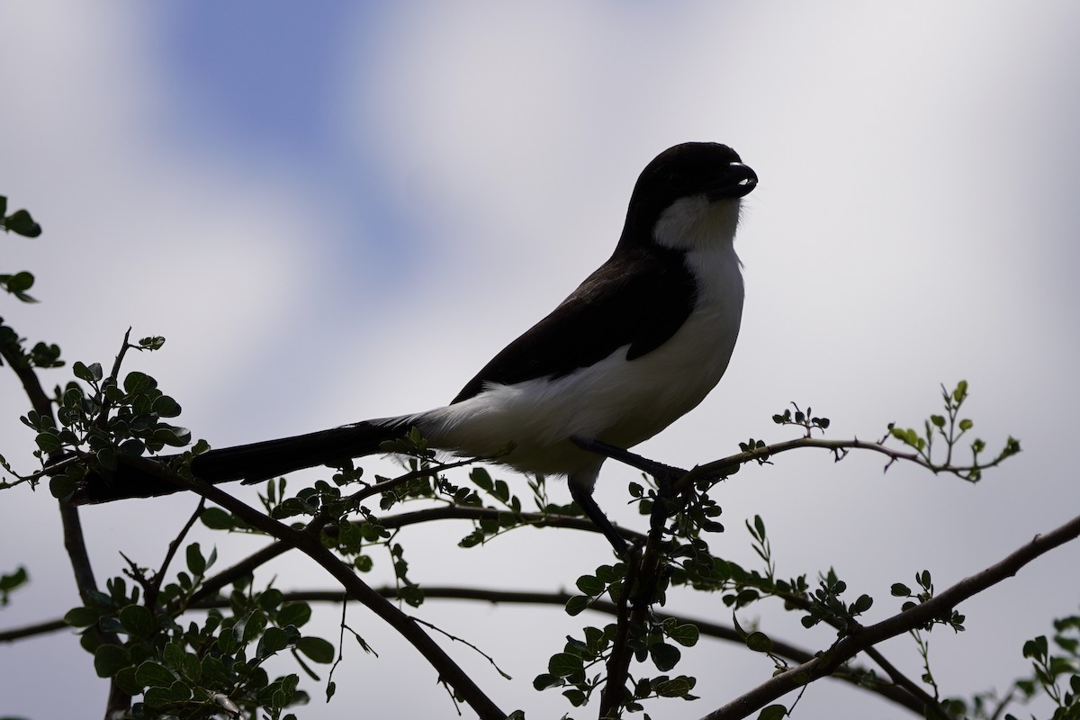 Long-tailed Fiscal - Greg Hertler