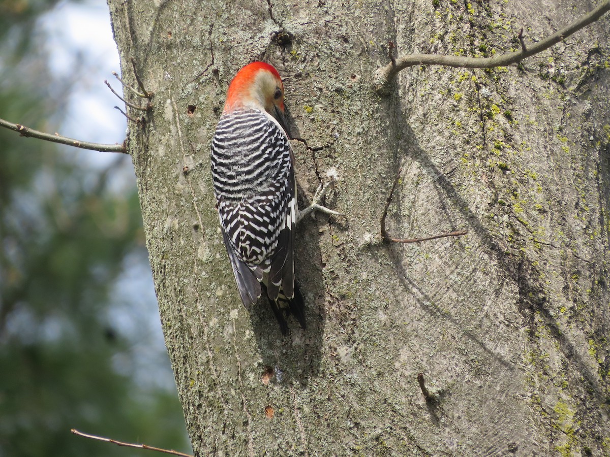 Red-bellied Woodpecker - Govind Kumar