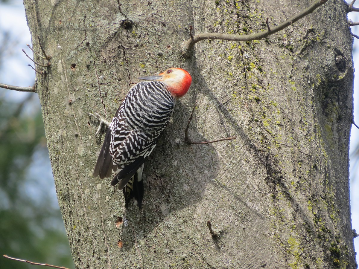 Red-bellied Woodpecker - ML617156958