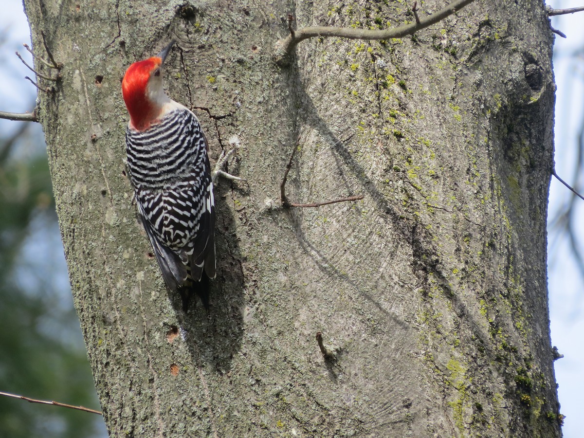 Red-bellied Woodpecker - ML617156959