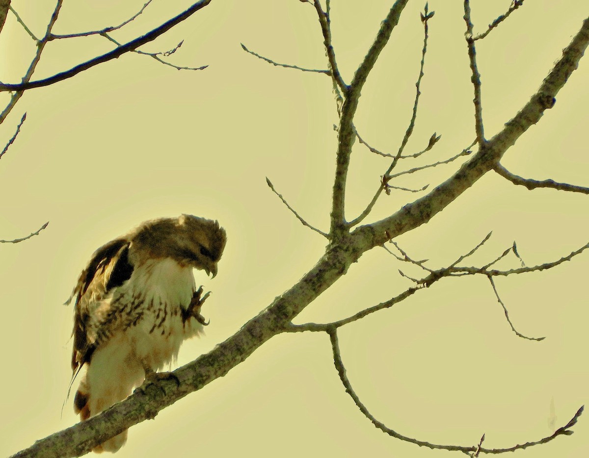 Red-tailed Hawk - ML617156961