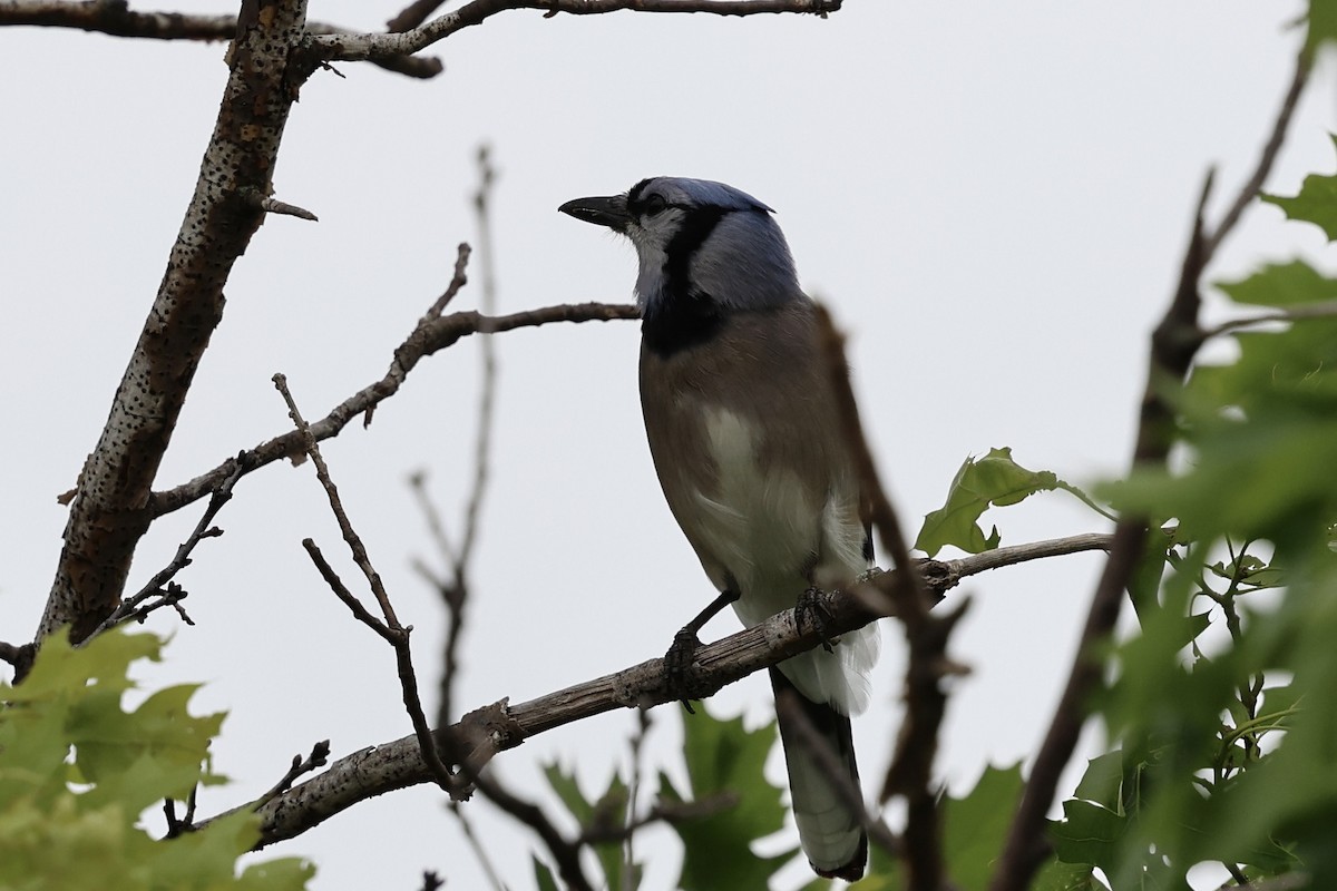 Blue Jay - ML617156962