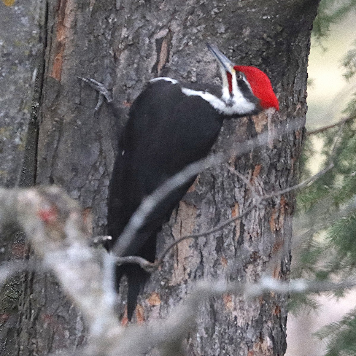 Pileated Woodpecker - ML617156972
