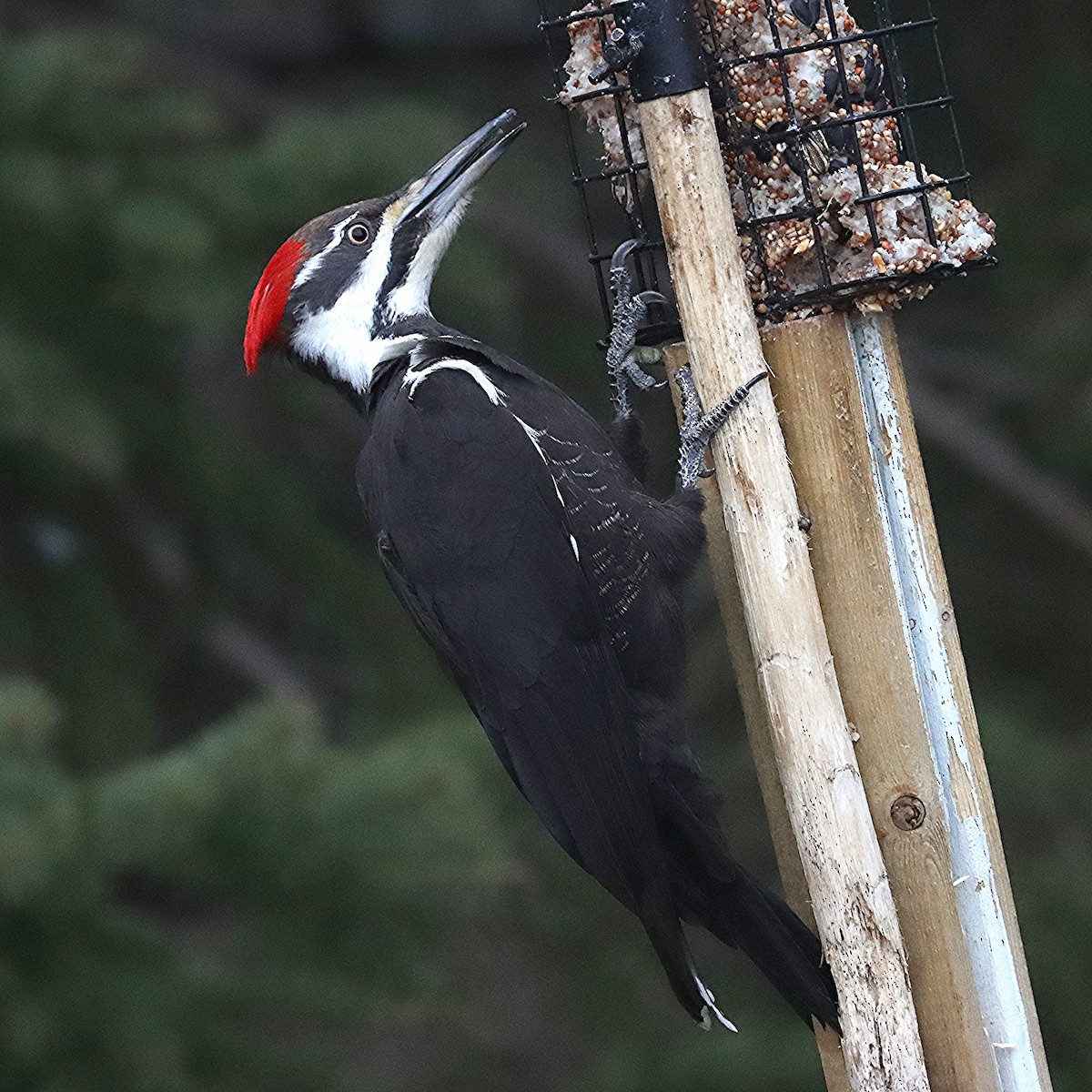 Pileated Woodpecker - ML617156977