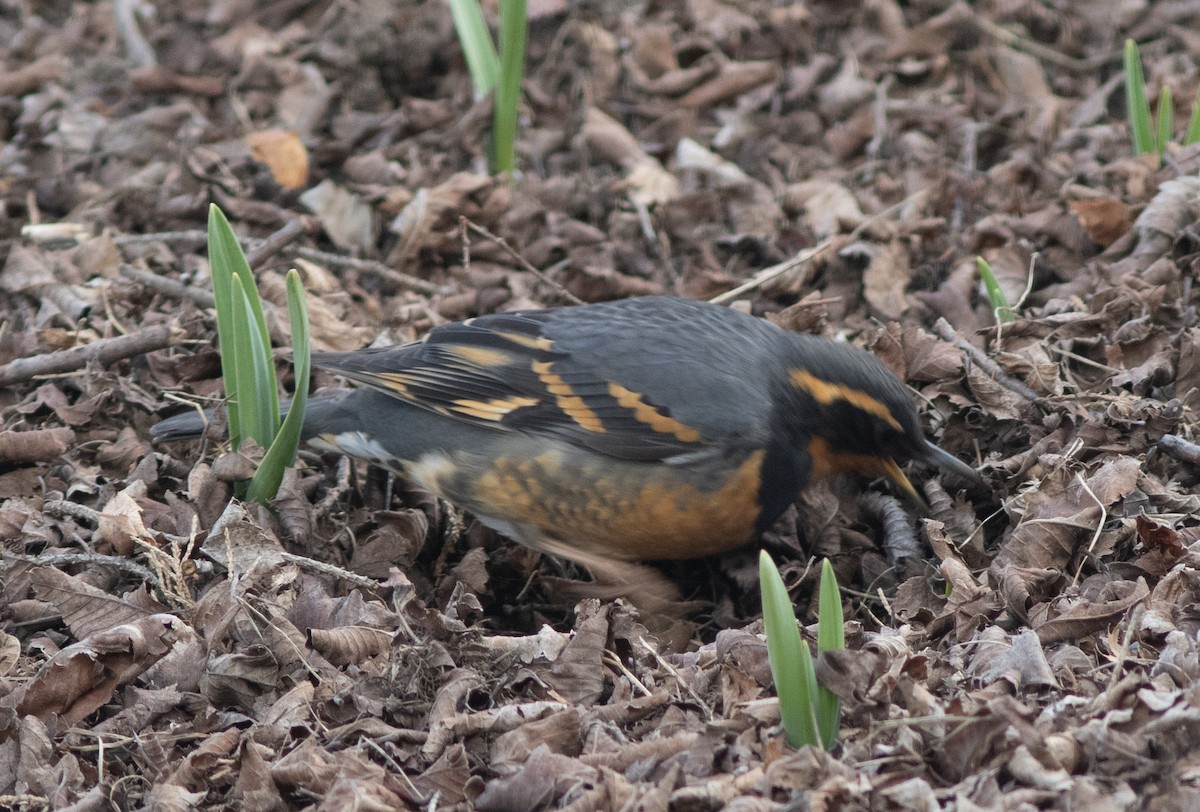 Varied Thrush - Alan Burger