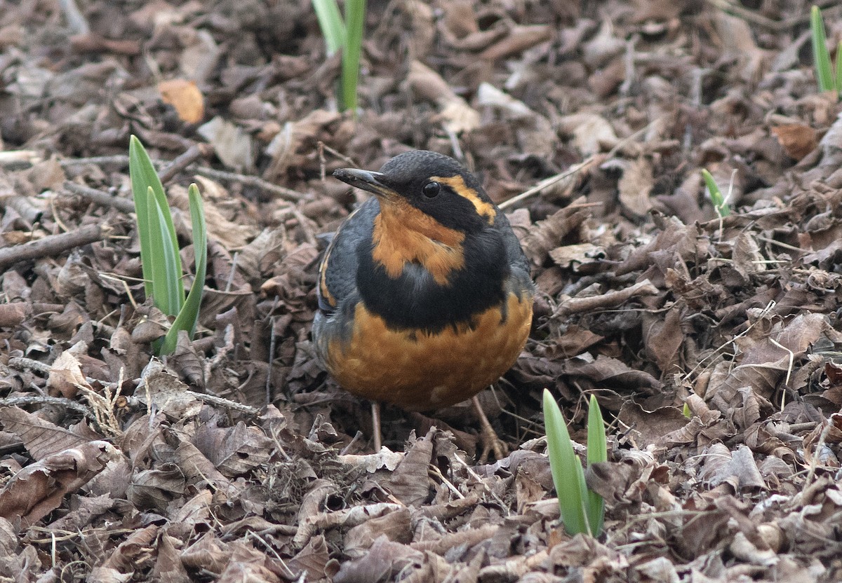 Varied Thrush - Alan Burger