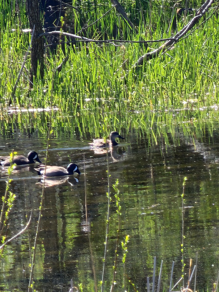 Blue-winged Teal - ML617157024