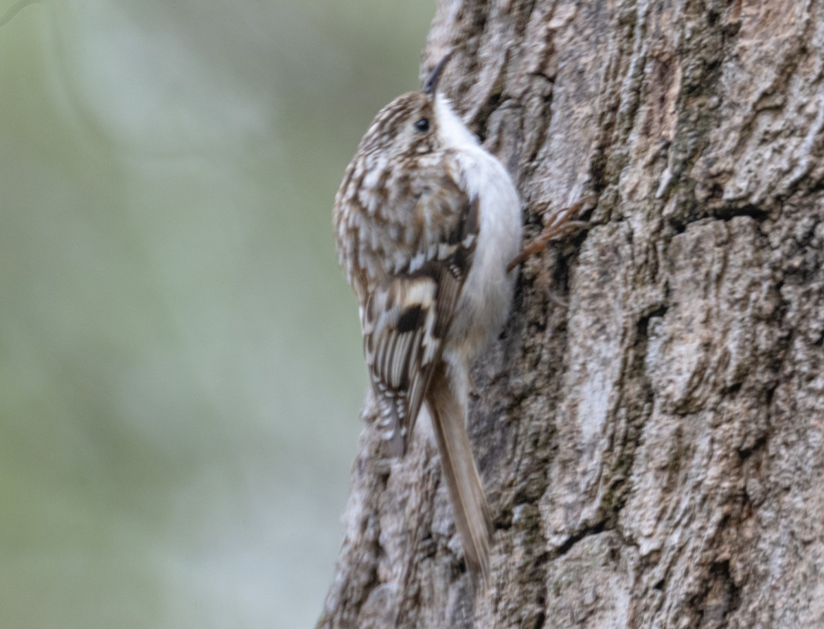 Brown Creeper - ML617157025