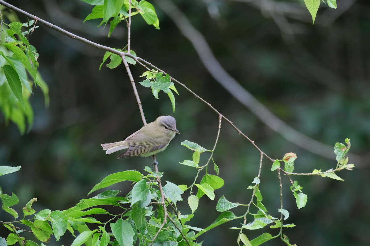 Kızıl Gözlü Vireo - ML617157052