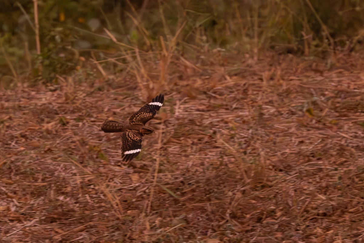 Common Pauraque - Michael Cook