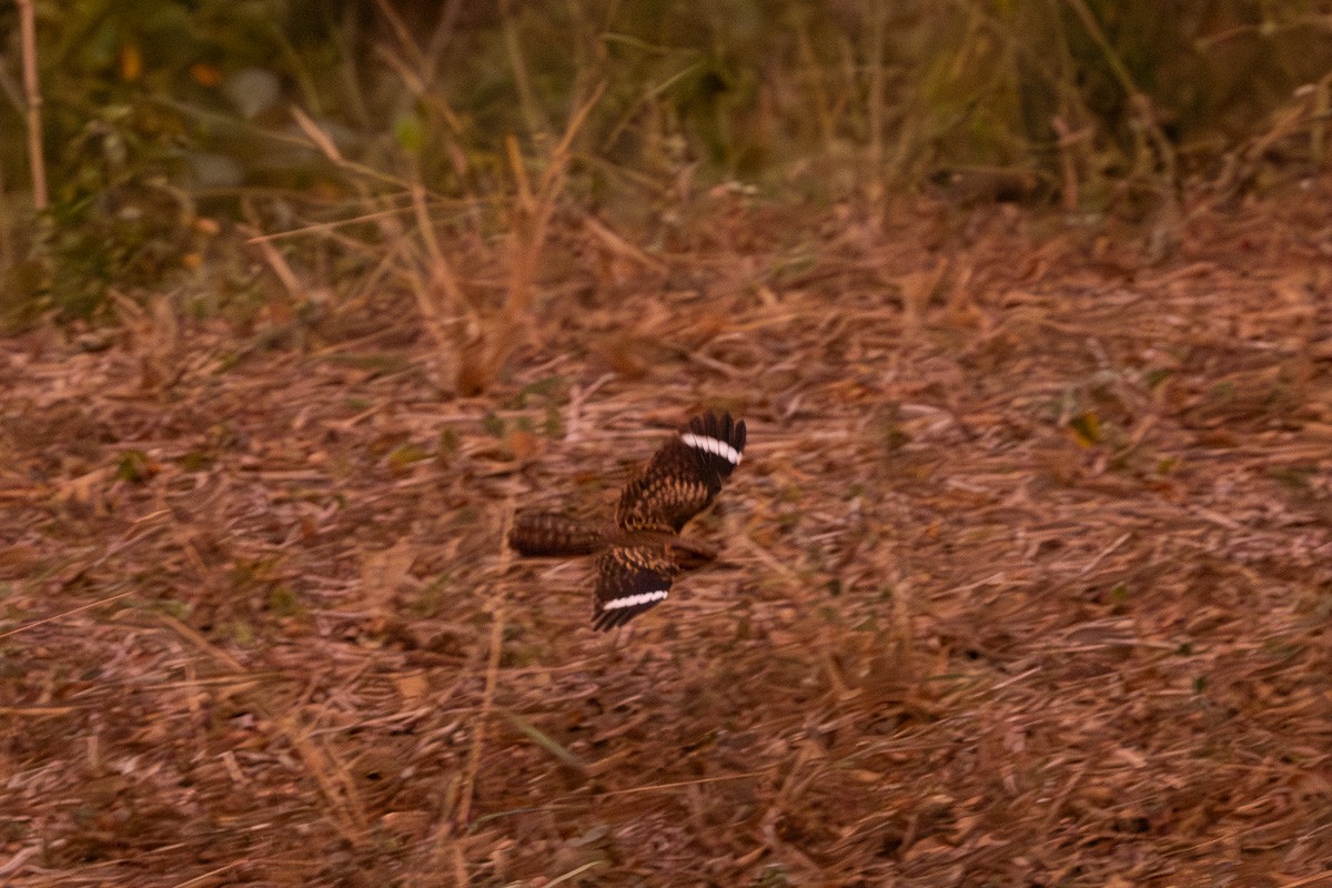 Common Pauraque - Michael Cook