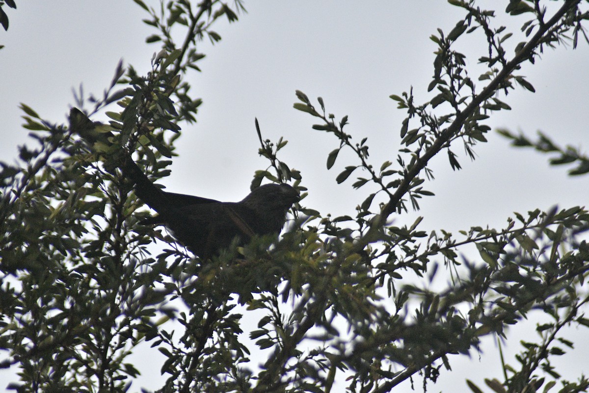 Smooth-billed Ani - Santiago Bolarte