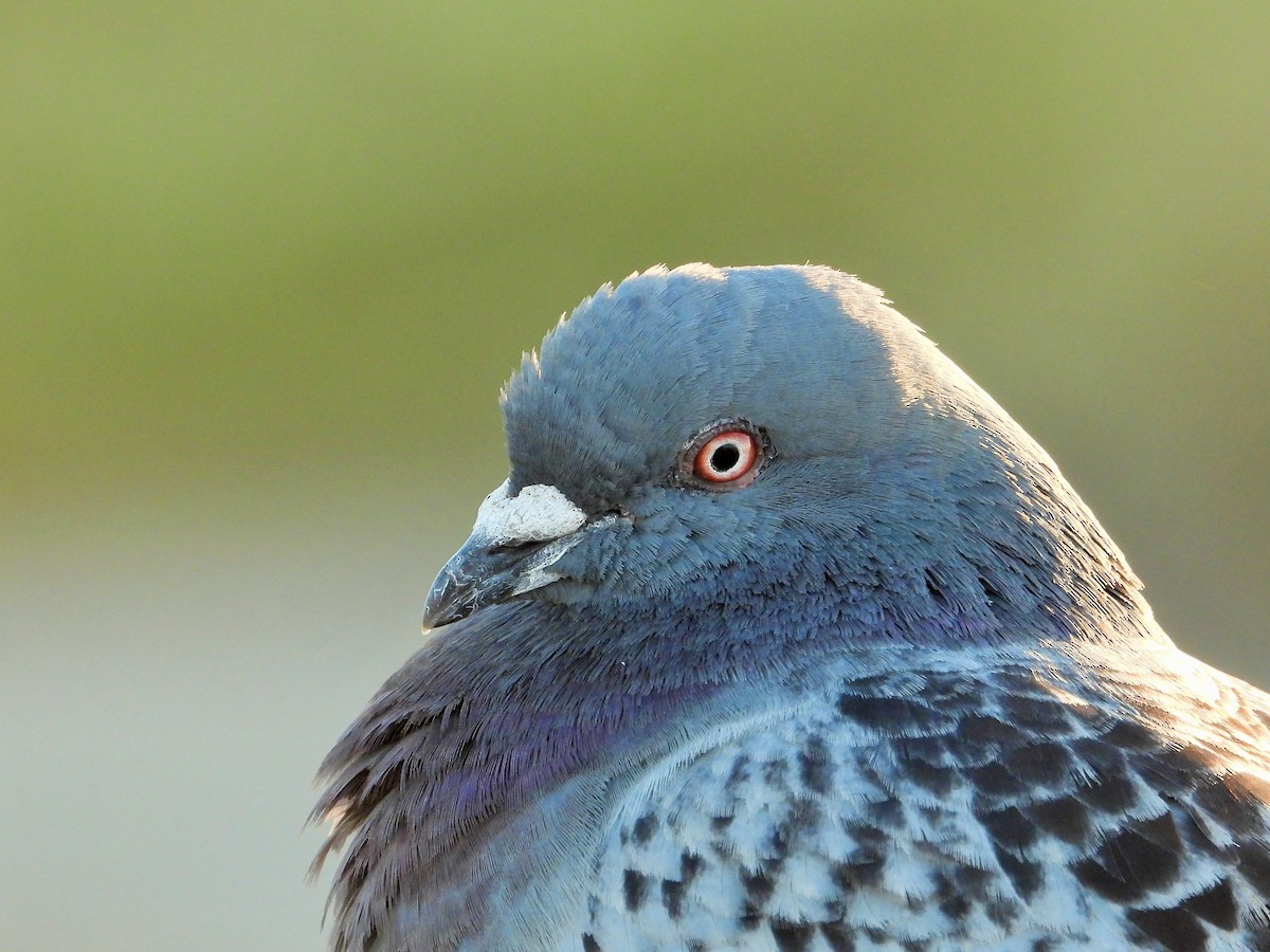 Rock Pigeon (Feral Pigeon) - ML617157146