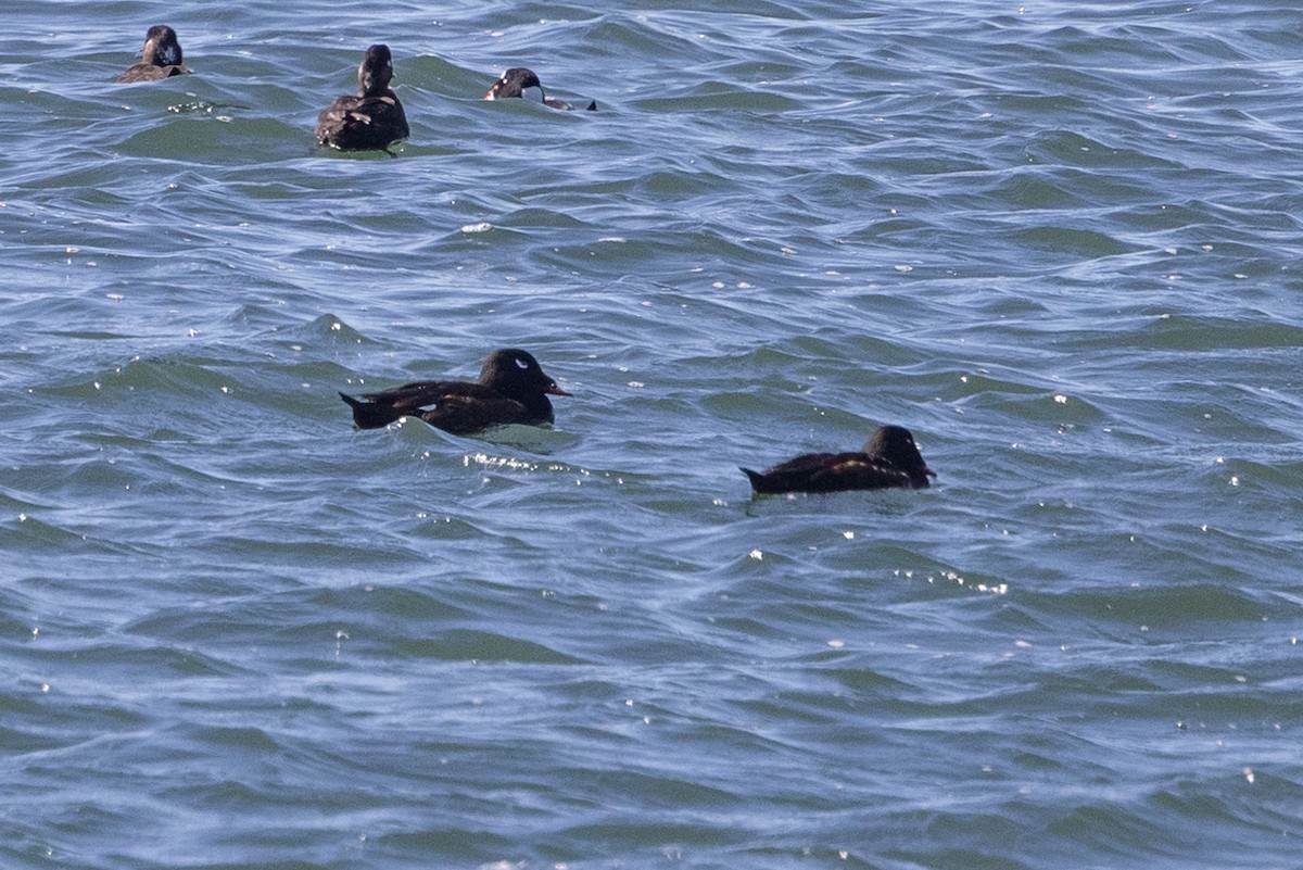 White-winged Scoter - Kathryn Alexander