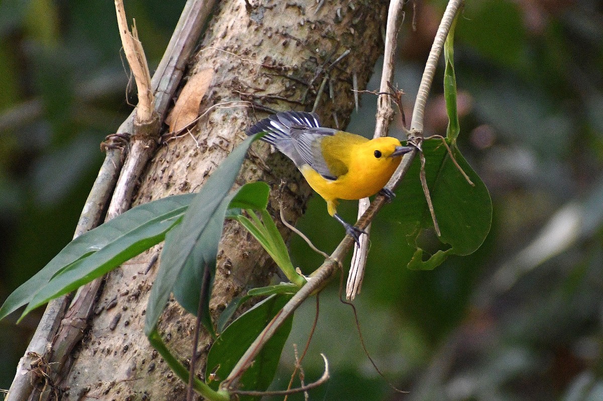 Prothonotary Warbler - Samantha Ke Rodriguez