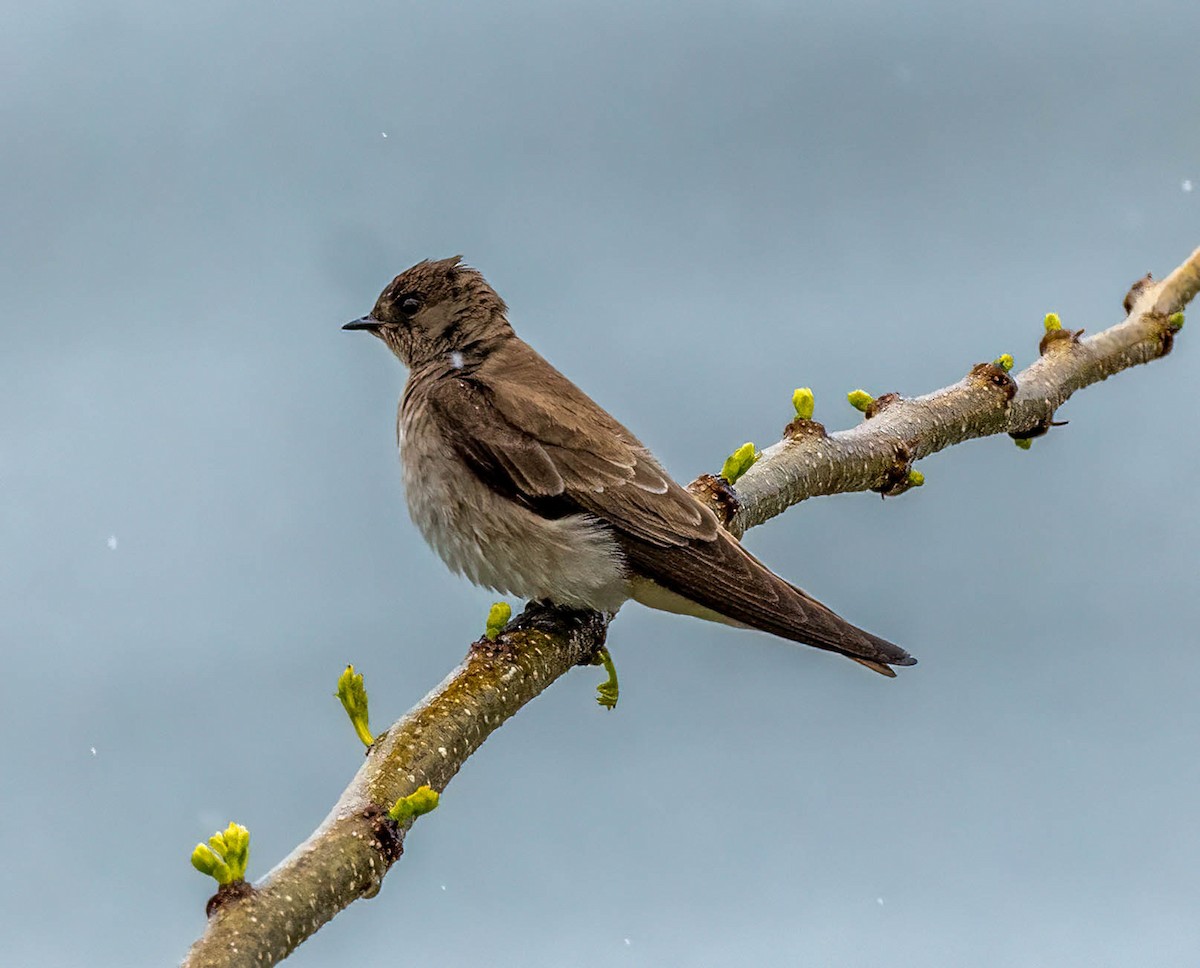 Northern Rough-winged Swallow - ML617157365