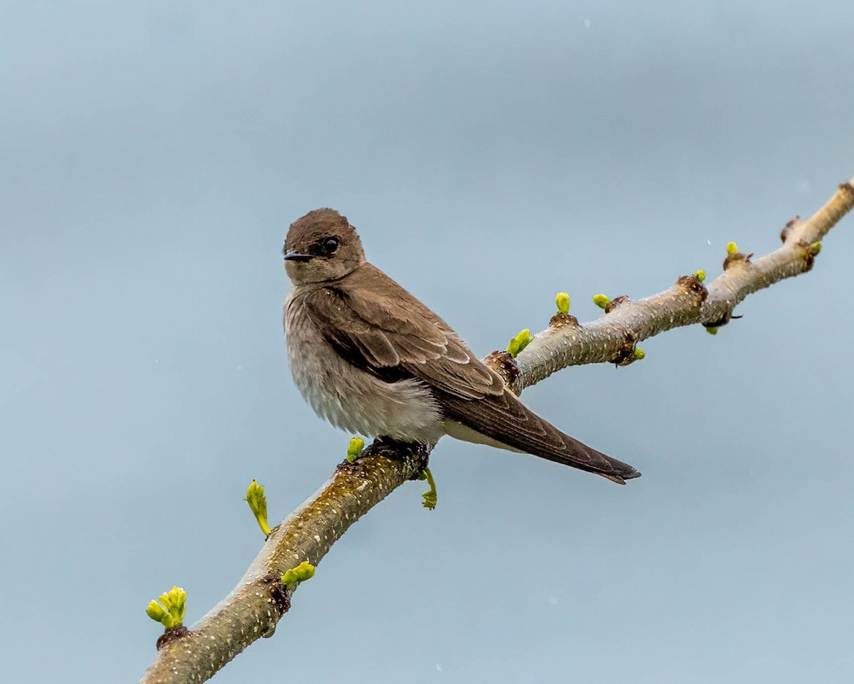 Northern Rough-winged Swallow - ML617157379