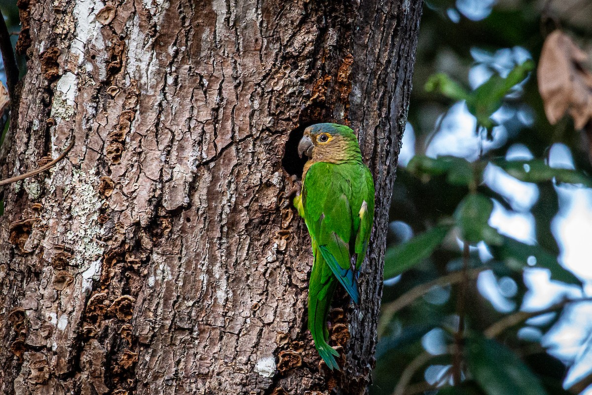 Brown-throated Parakeet - Francisco Russo