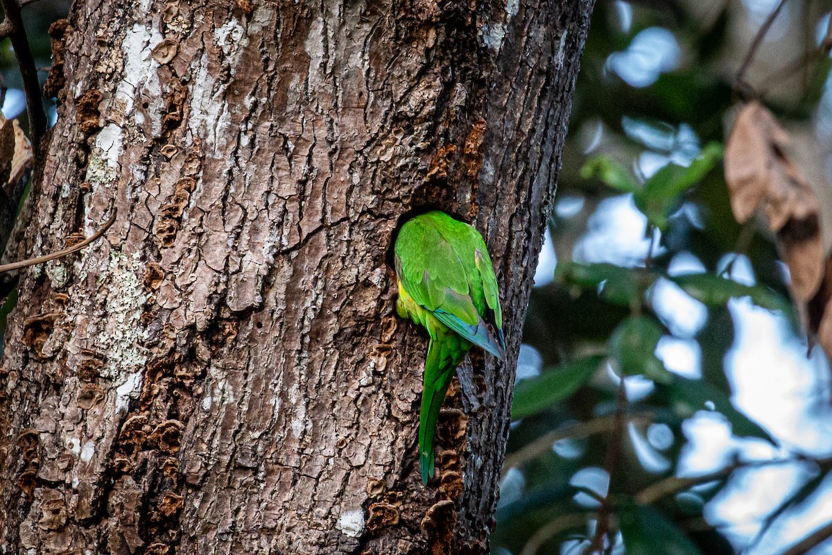 Brown-throated Parakeet - Francisco Russo