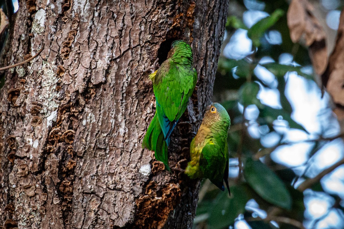 Brown-throated Parakeet - Francisco Russo