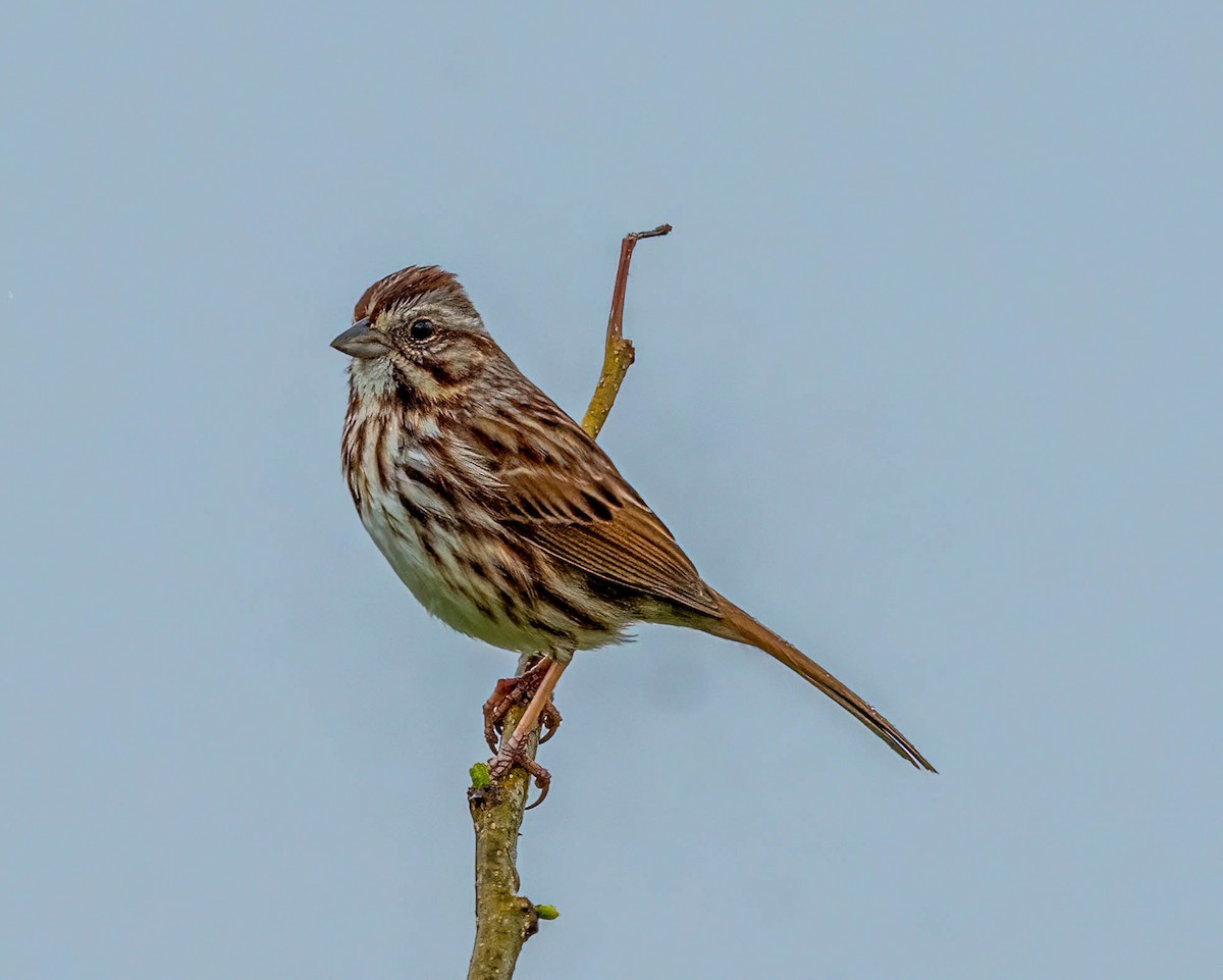 Song Sparrow - ML617157397