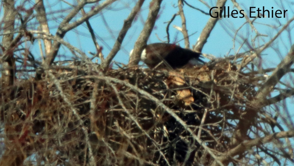 Bald Eagle - ML617157456