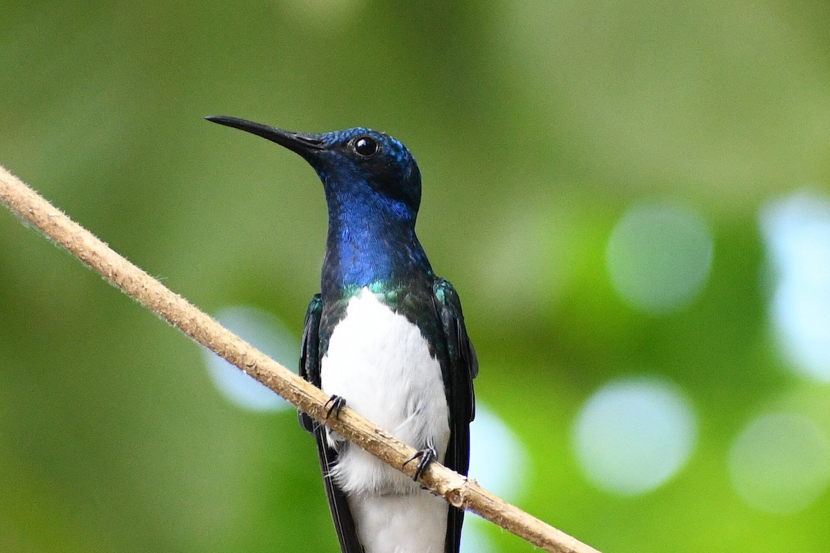 White-necked Jacobin - ML617157496