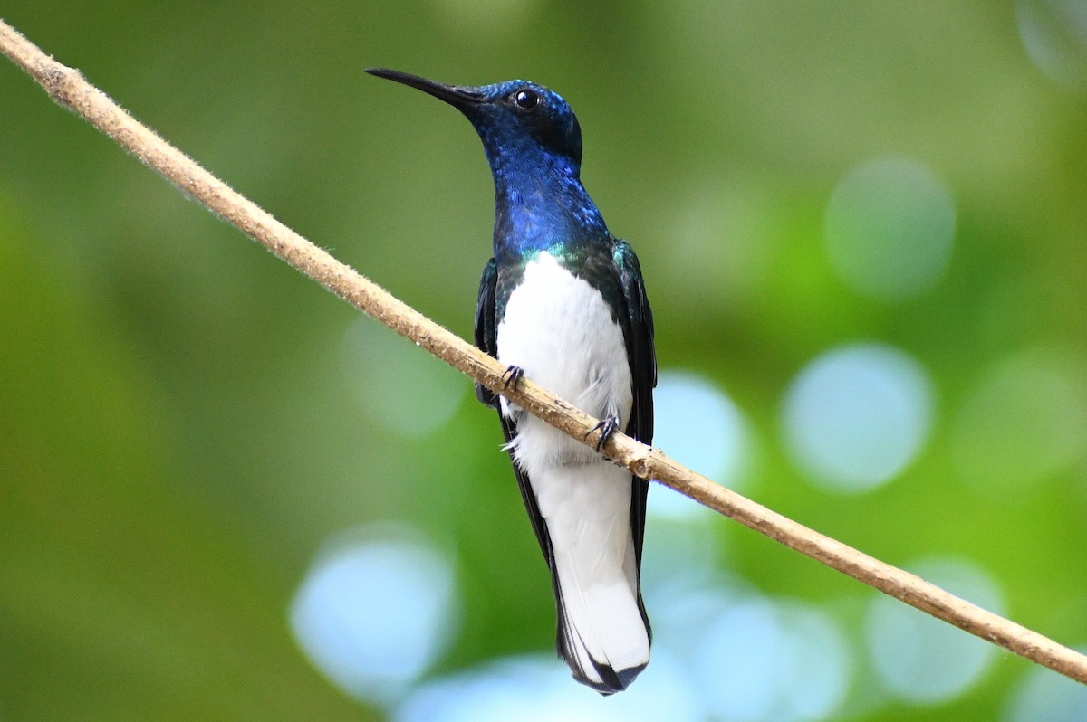 White-necked Jacobin - ML617157497