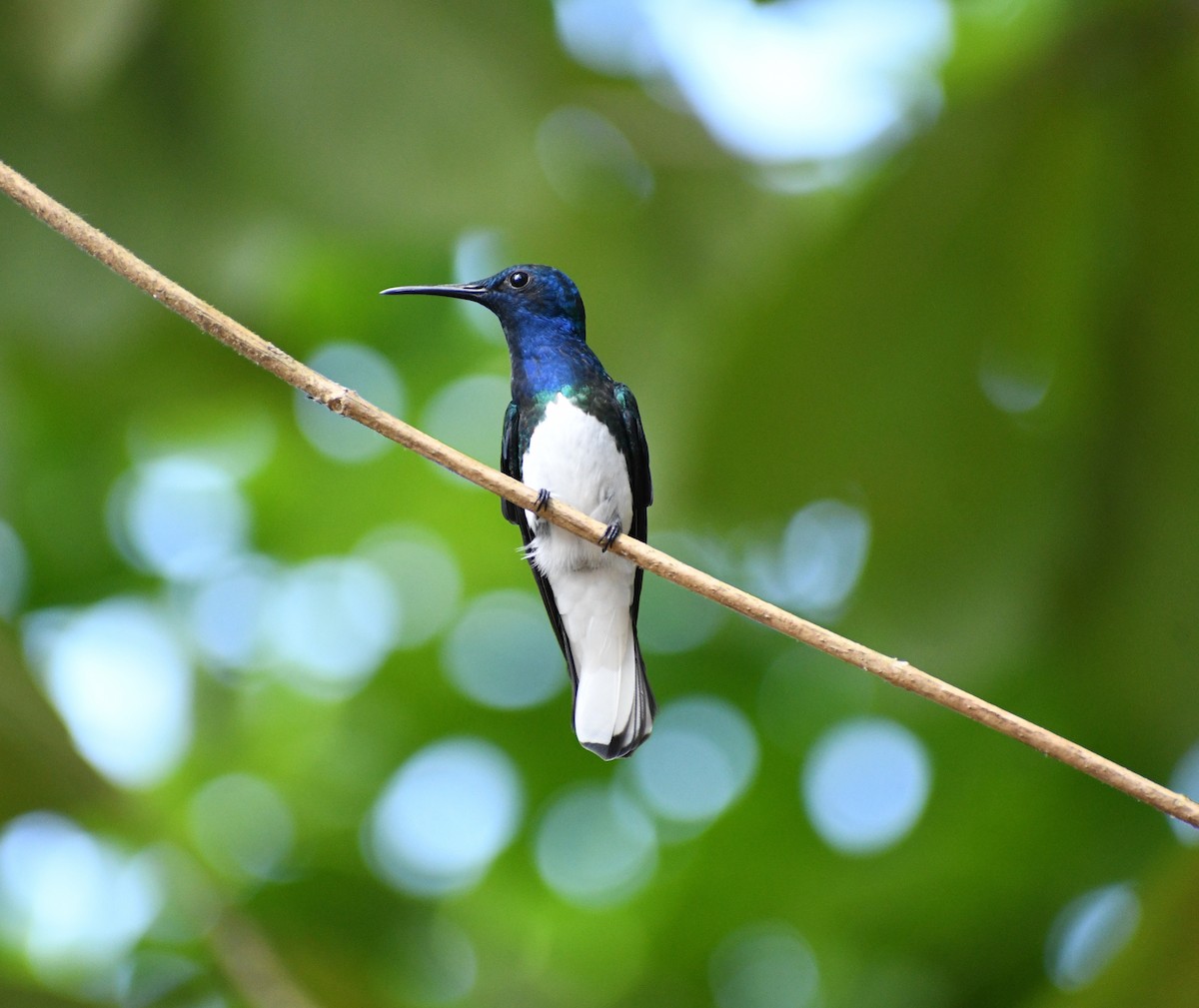 White-necked Jacobin - ML617157499