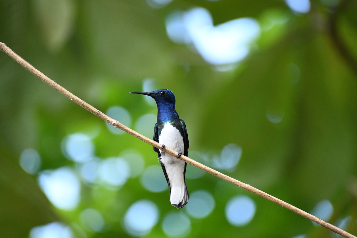 White-necked Jacobin - ML617157510