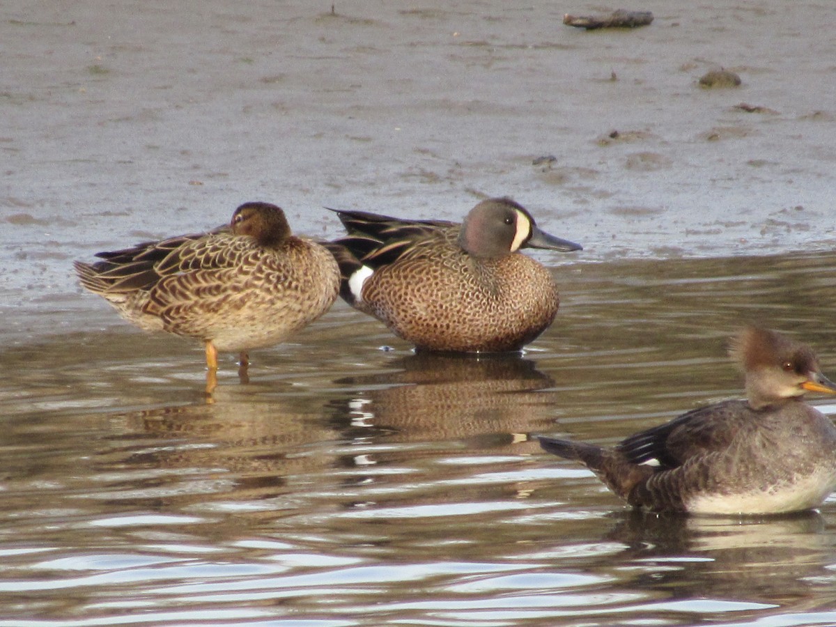Blue-winged Teal - ML617157511