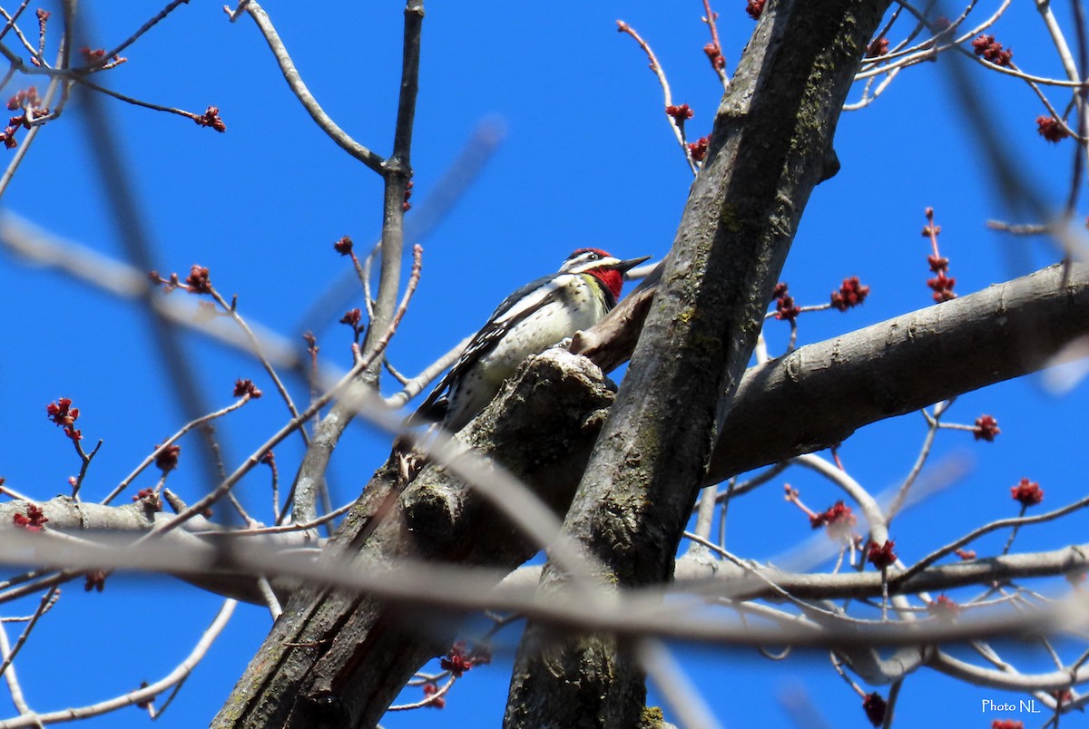 Yellow-bellied Sapsucker - ML617157560