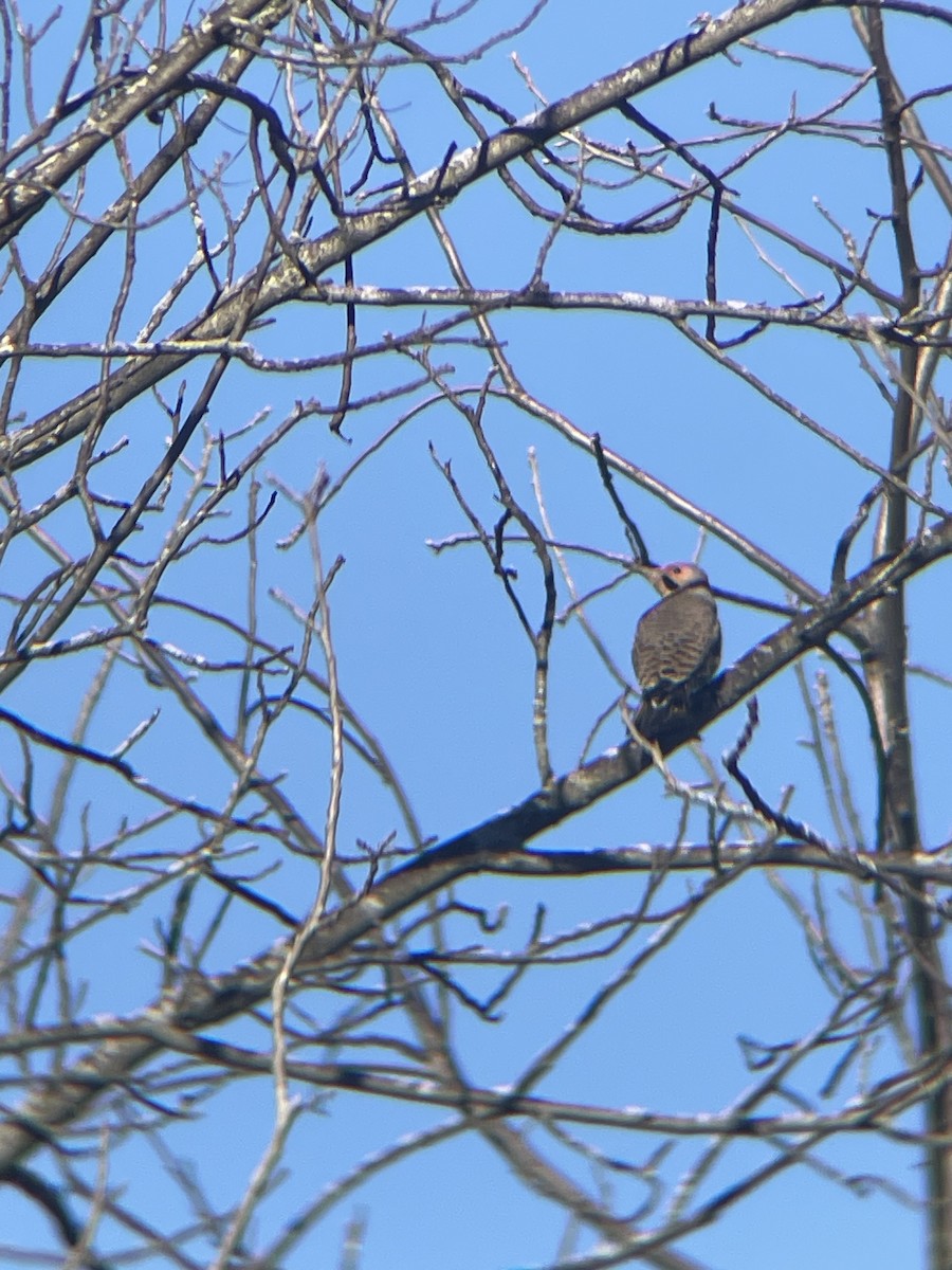 Northern Flicker - Kelly Giles