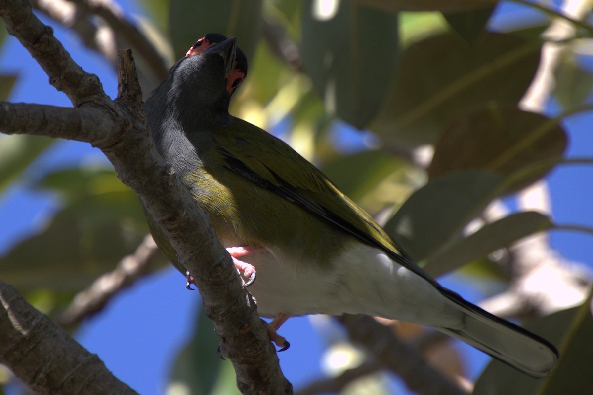 Australasian Figbird - Heron Ray