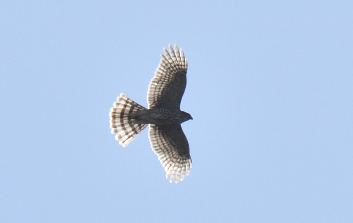 Sharp-shinned Hawk - ML617157672