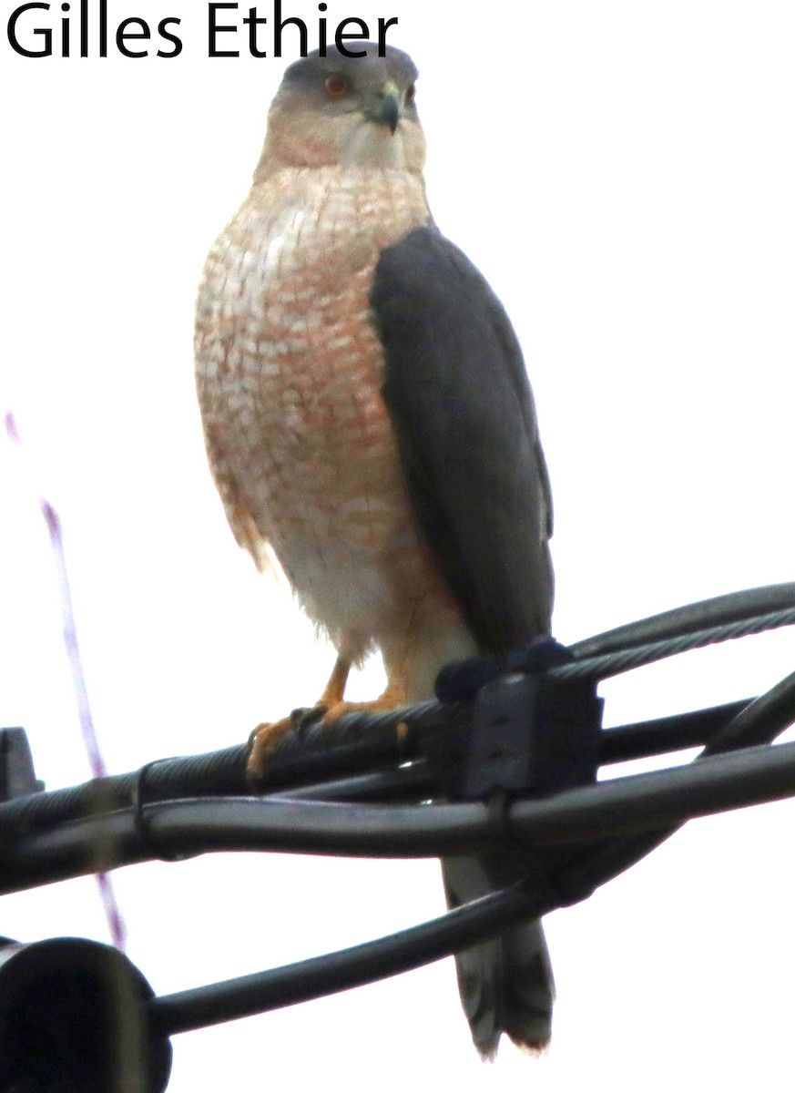 Cooper's Hawk - ML617157680