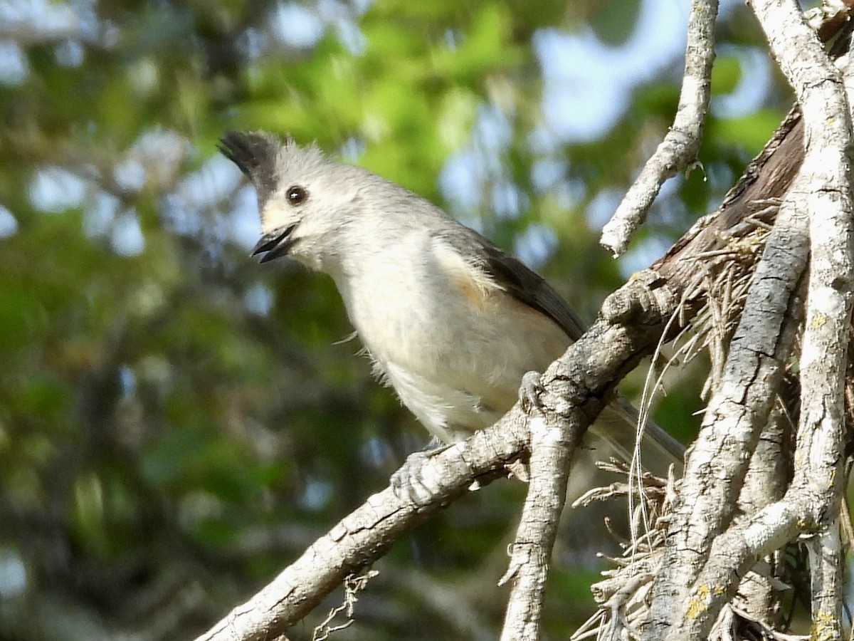 Black-crested Titmouse - John Amoroso