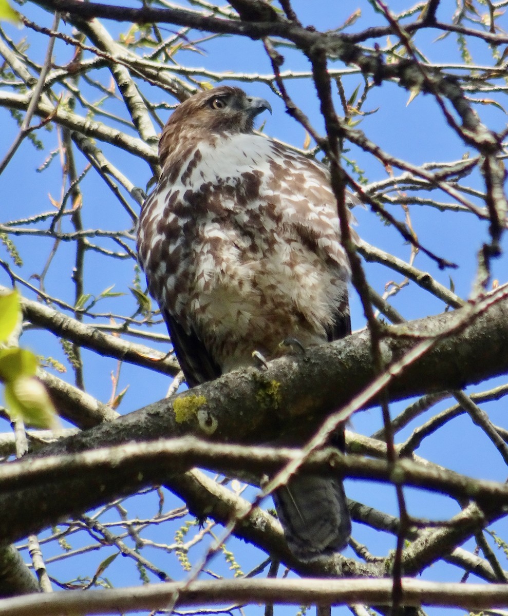 Red-tailed Hawk - ML617157723