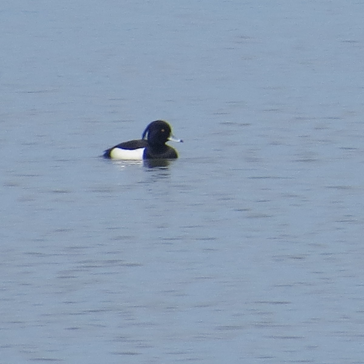 Tufted Duck - Steve Decker