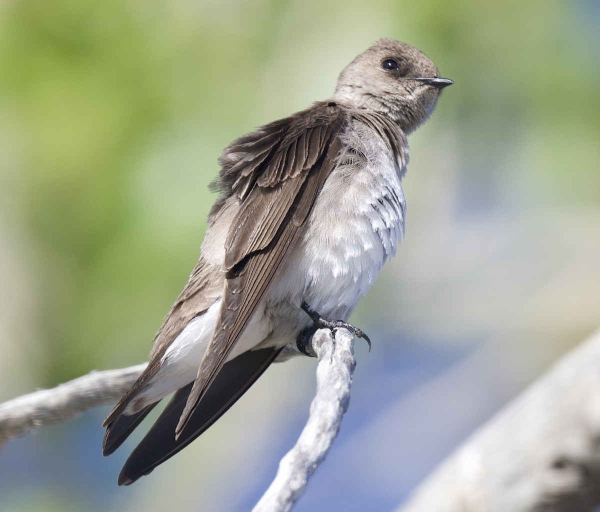 Northern Rough-winged Swallow - ML617157797