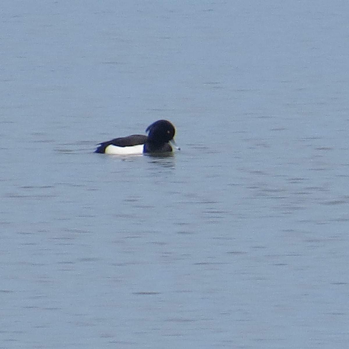 Tufted Duck - Steve Decker