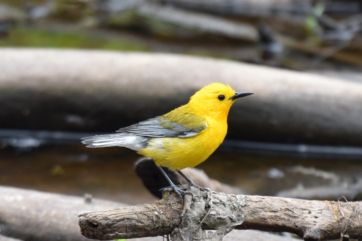 Prothonotary Warbler - ML617157877