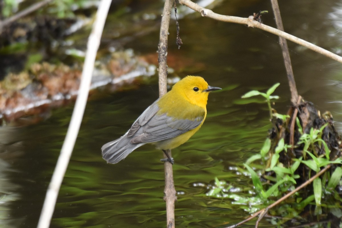 Prothonotary Warbler - ML617157882