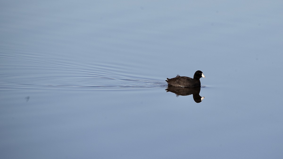 American Coot - ML617157919