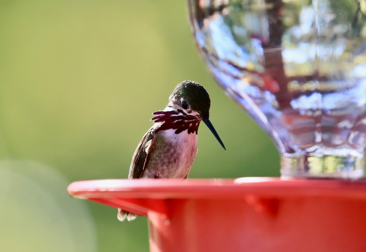 Calliope Hummingbird - ML617157937