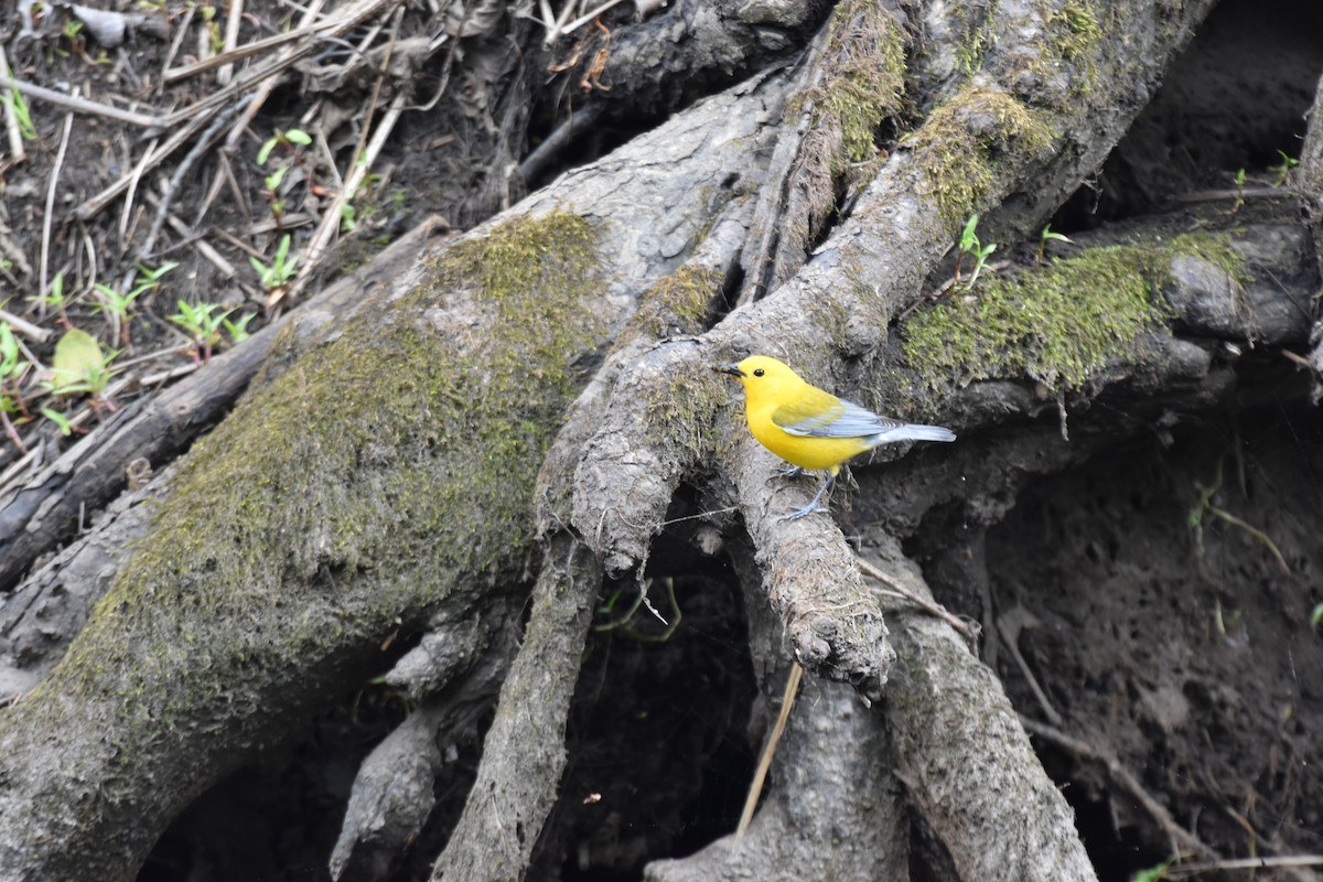Prothonotary Warbler - ML617157963