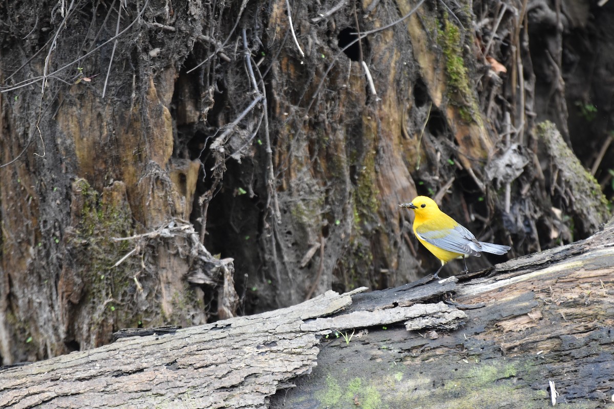 Prothonotary Warbler - ML617157990