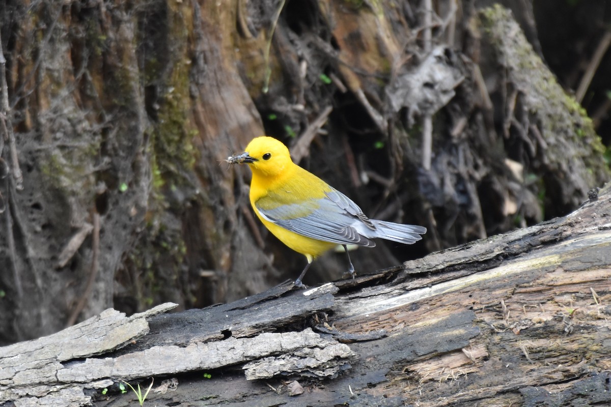 Prothonotary Warbler - ML617157994