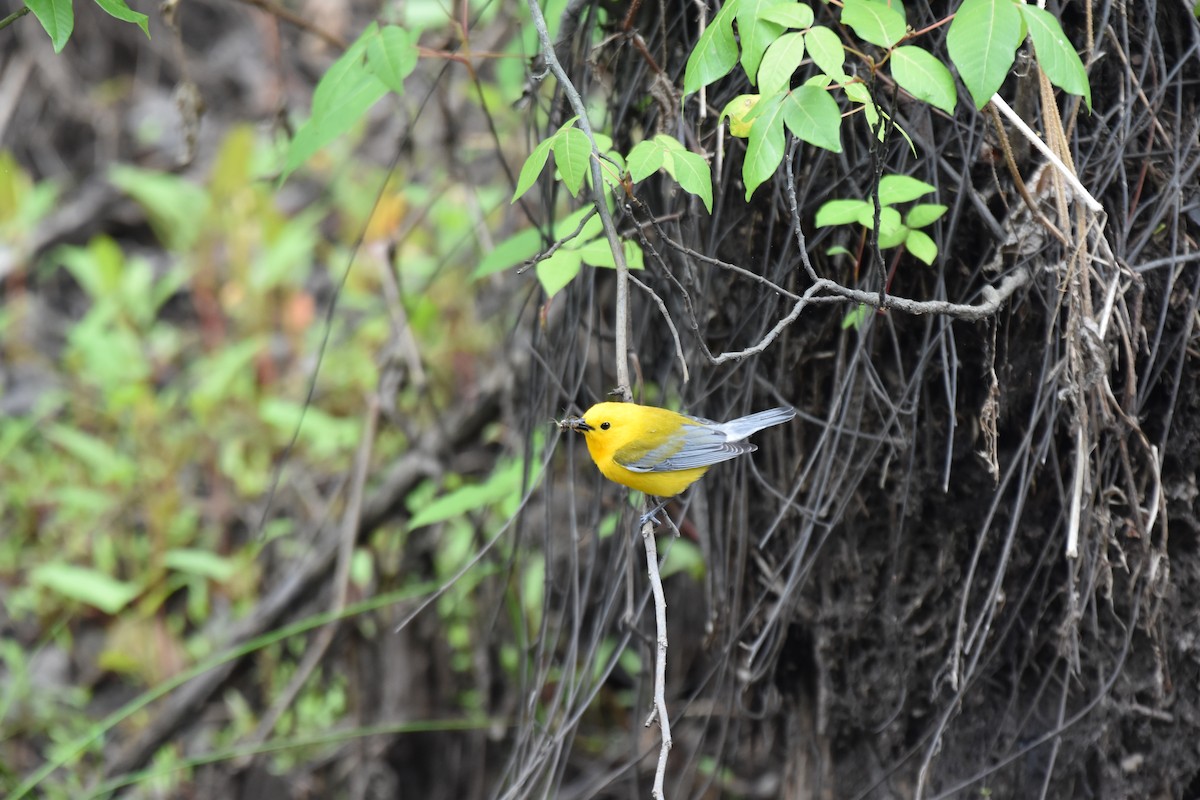Prothonotary Warbler - ML617158007