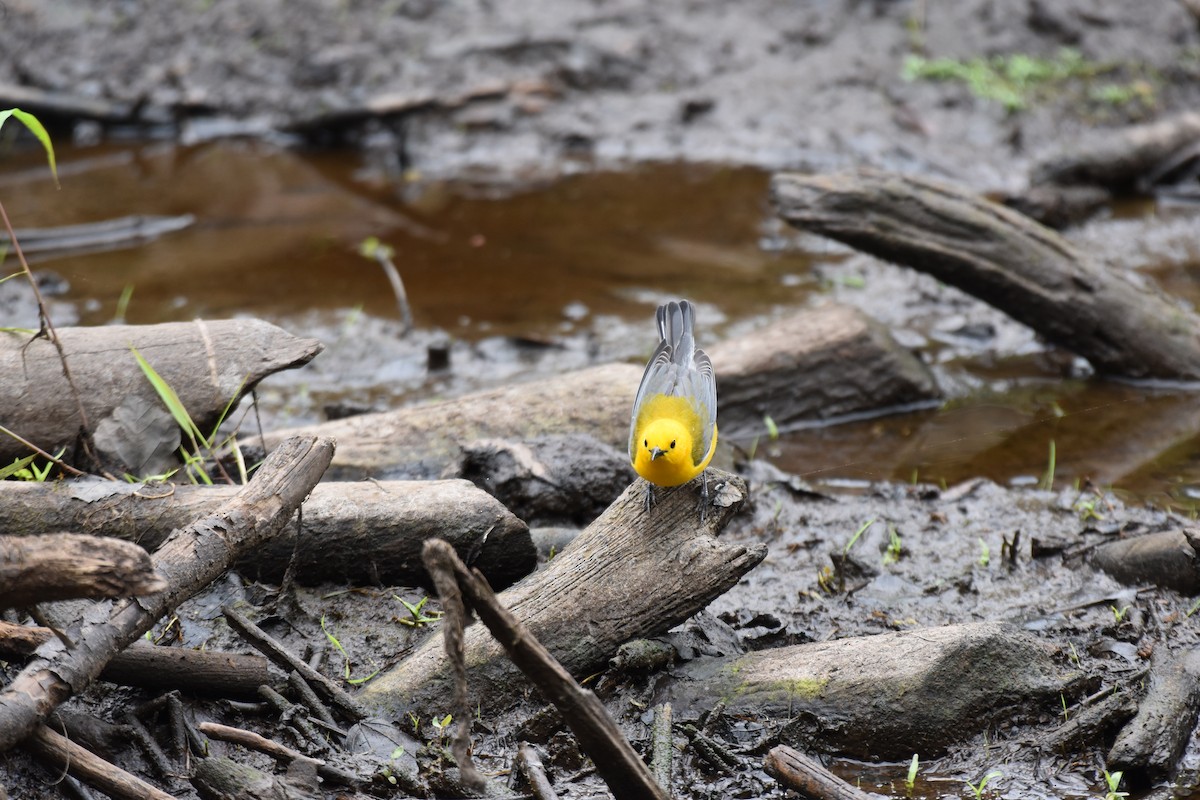 Prothonotary Warbler - ML617158038